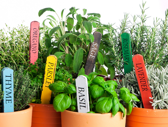 Le piante antizanzare da esterno miracolose secondo gli esperti di giardinaggio!