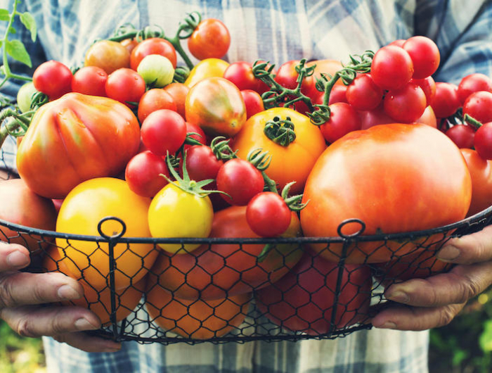 Pomodori da coltivare in vaso anche se hai poco spazio sul balcone!
