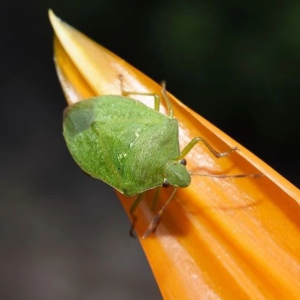 6 stratagemmi da mettere in pratica se non sai come allontanare le cimici in modo naturale