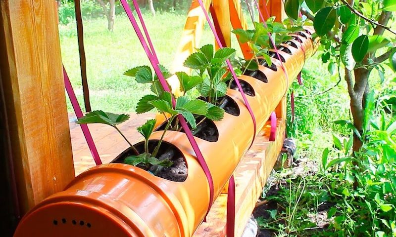 coltivare le fragole in tubo di pvc