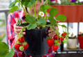 Come coltivare le fragole con successo? Scopri i segreti dei giardinieri esperti!