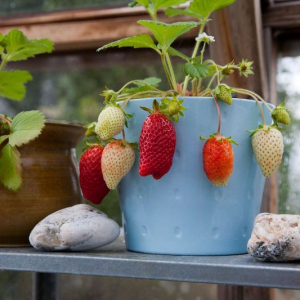 Come coltivare le fragole con successo? Scopri i segreti dei giardinieri esperti!