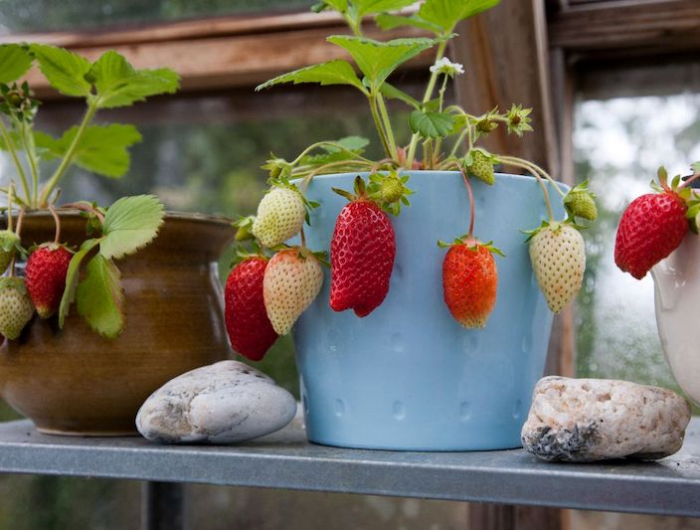 Come coltivare le fragole con successo? Scopri i segreti dei giardinieri esperti!
