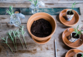 Come piantare il rosmarino dal seme e a cosa serve?