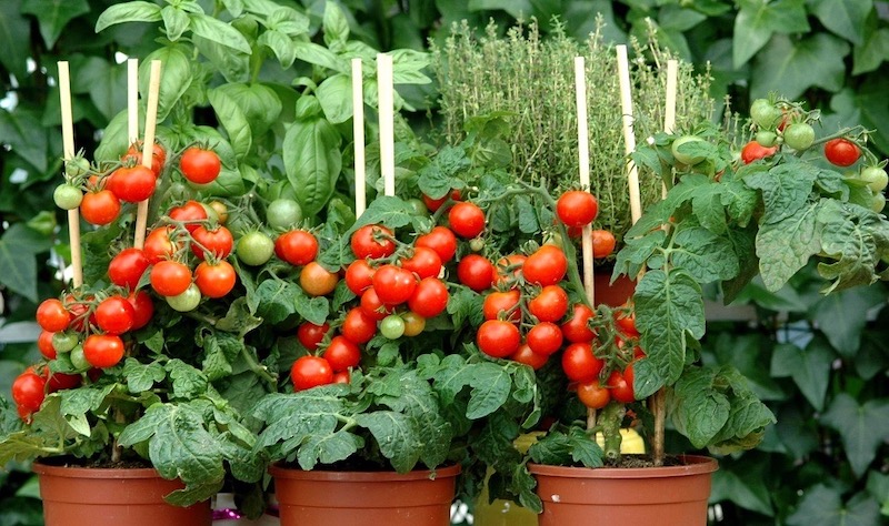 come piantare pomodori dal seme