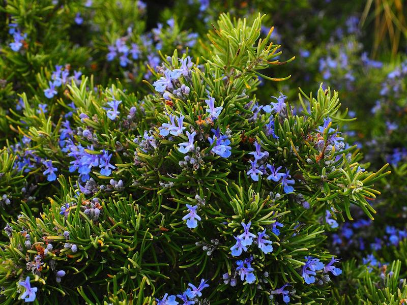 erbe aromatiche fiorite con fiori blu