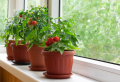Pomodori da coltivare in vaso anche se hai poco spazio sul balcone!