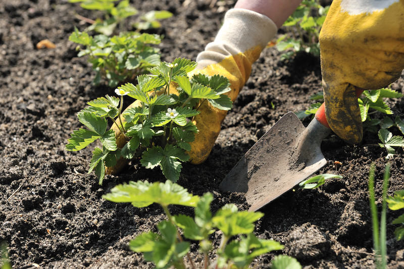 piantare piante di fragole nell orto