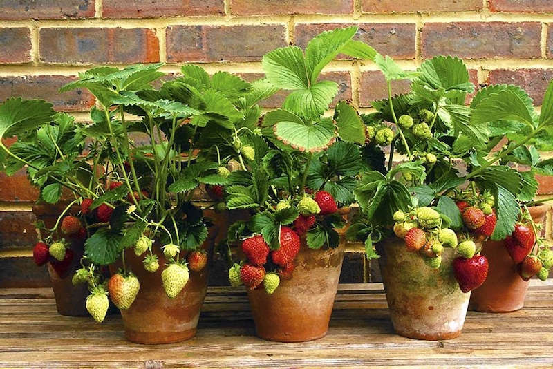 piante di fragole in vasi di terracotta