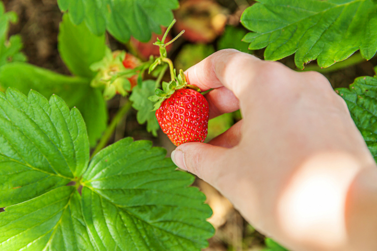 Quando Piantare Le Fragole In Vaso Per Avere Un Orto Urbano Allettante