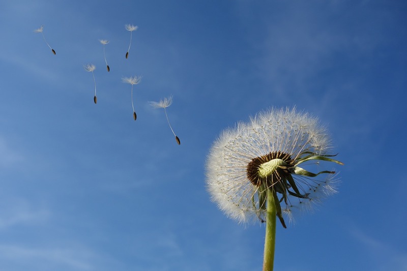 rimedi naturali per combattere i pollini