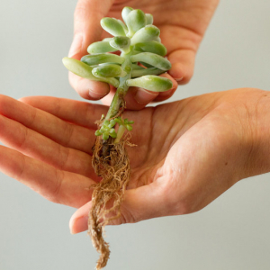 2 semplici modi per propagare le piante grasse con successo: la primavera è ideale per farlo!