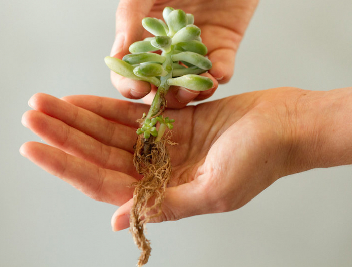 2 semplici modi per propagare le piante grasse con successo: la primavera è ideale per farlo!