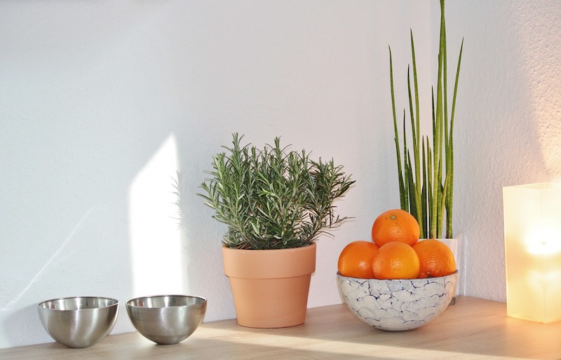 tavolo da cucina con pianta aromatica