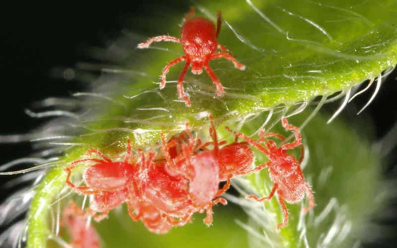 acari sulle piante ragni rossi