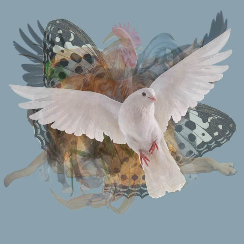 colomba bianca ucello volante