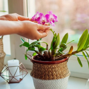 SOS, le radici dell’orchidea stanno uscendo dal vaso: cosa devo fare?