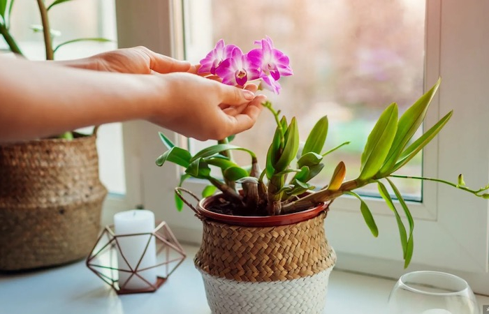 SOS, le radici dell’orchidea stanno uscendo dal vaso: cosa devo fare?