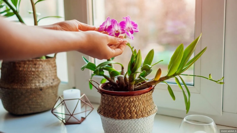 come curare le orchidee in vaso