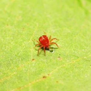 Come eliminare i ragnetti rossi dalle piante: questa estate stanno facendo danni irreparabili!
