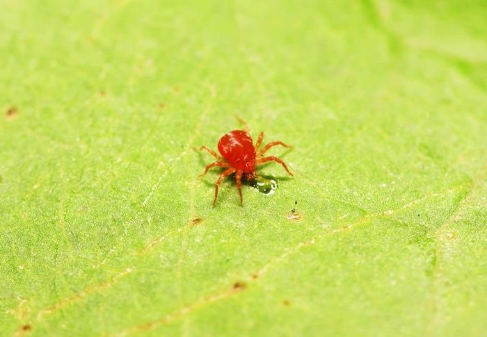 Come eliminare i ragnetti rossi dalle piante: questa estate stanno facendo danni irreparabili!
