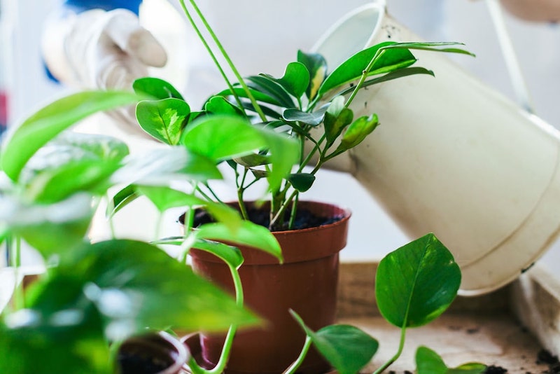curare le piante da appartamento