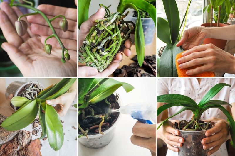 curare le radici delle orchidee