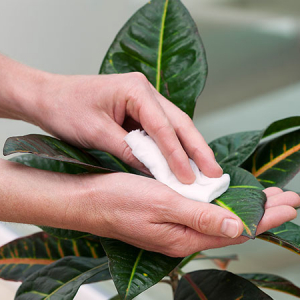 Come pulire le foglie delle piante: 5 modi che non sapevi esistessero!