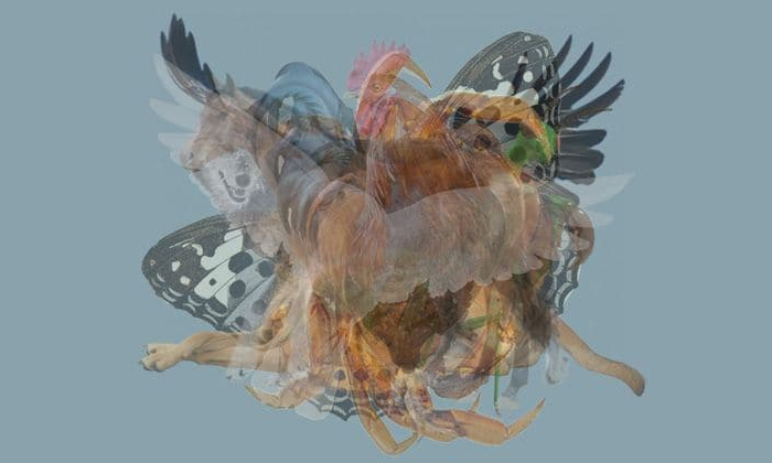Test sulla personalità: il primo animale che vedi rivela un aspetto nascosto della tua identità