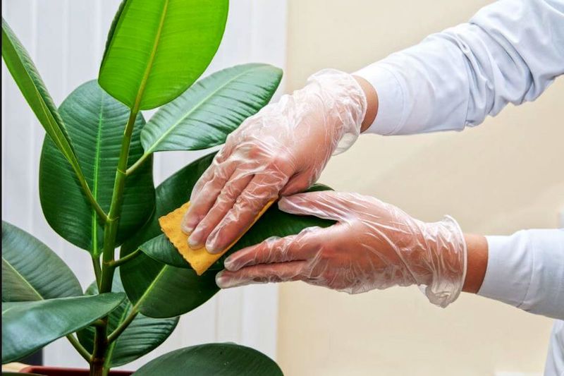 lavare le foglie delle piante dalla polvere