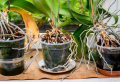 SOS, le radici dell’orchidea stanno uscendo dal vaso: cosa devo fare?