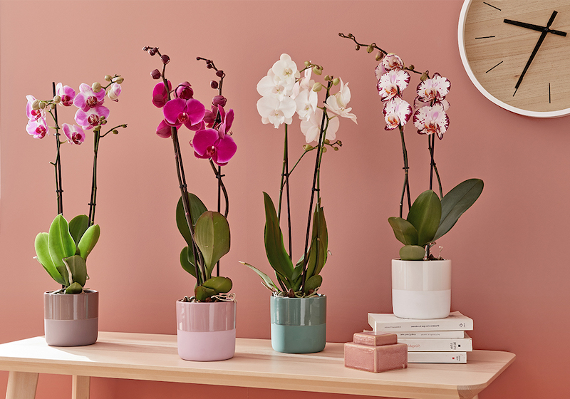 orchidee fiorite di diverso colore