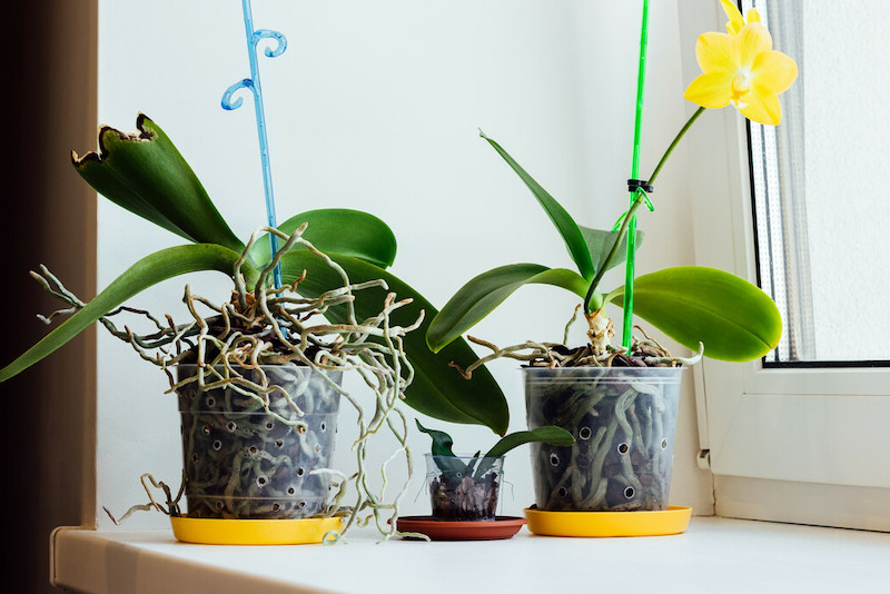 radici dell orchidea in vasi trasparenti