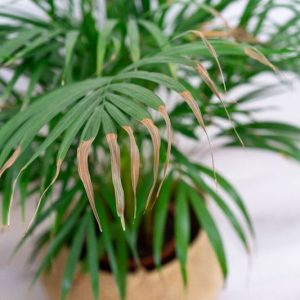 Come resuscitare le piante: errori da non commettere più per evitare di uccidere le piante