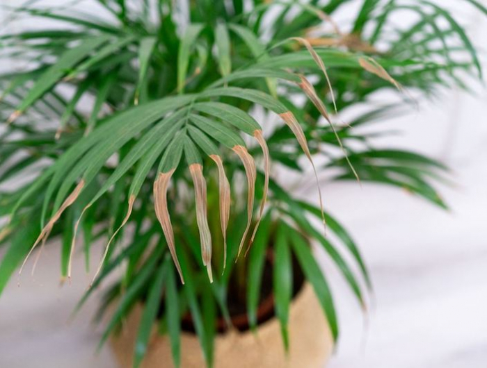 Come resuscitare le piante: errori da non commettere più per evitare di uccidere le piante