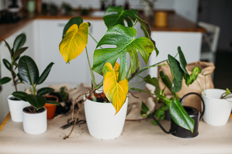 pianta con foglie gialle
