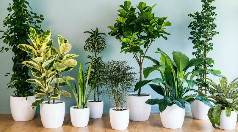 vasi con piante dalla foglia verde