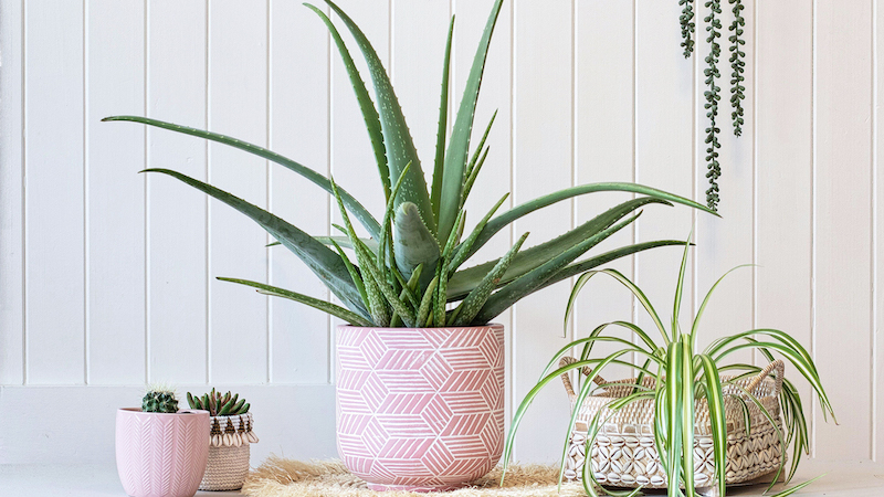 aloe vera plant in pink pot with small cactus in white room