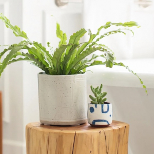 Quali piante che assorbono umidità in bagno inserire, consigli pratici per la cura!