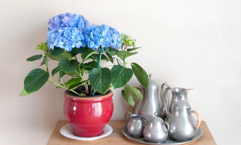 tavolo con pianta in vaso dalla foglia blu