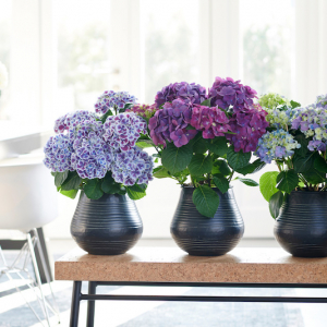 Tutto quello che devi sapere per avere l’ortensia in vaso nel suo totale splendore!