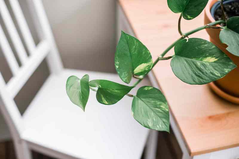 piante da appartamento con poca luce pothos