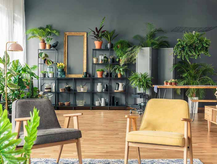 6 Piante da appartamento con poca luce: come farle prosperare in condizioni di scarsa luminosità!