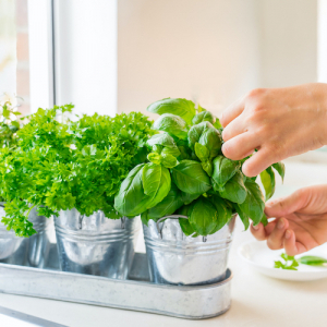 Come far durare il basilico in vaso: 9 astuzie per non far morire la pianta!