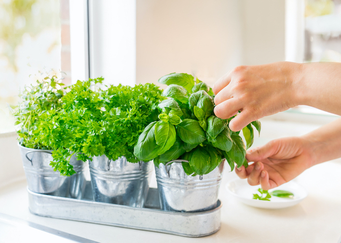 Come far durare il basilico in vaso: 9 astuzie per non far morire la pianta!