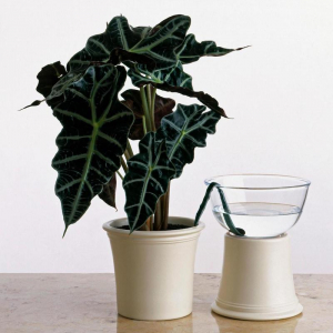 4 metodi casalinghi per innaffiare le piante in vacanza e averle in salute al ritorno!