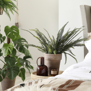 piante che purificano l' aria in camera da letto