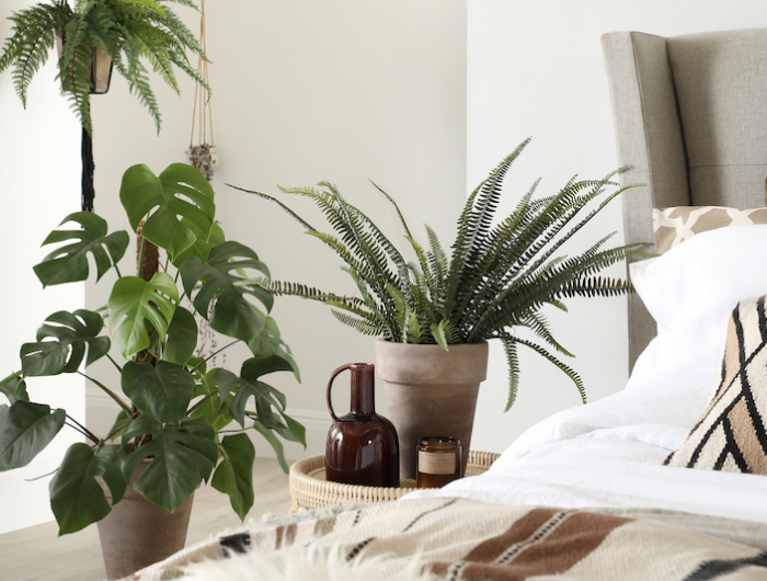 5 Piante per camera da letto che ci faranno dormire bene senza consumare l’aria!