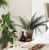 piante che purificano l' aria in camera da letto