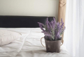 5 Piante per camera da letto che ci faranno dormire bene senza consumare l’aria!
